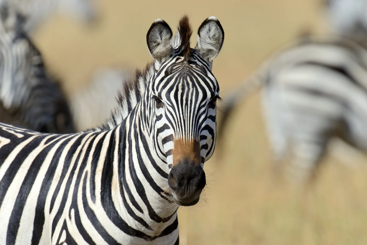 Ein Zebra blickt vor einer unscharfen Herde in die Kamera.